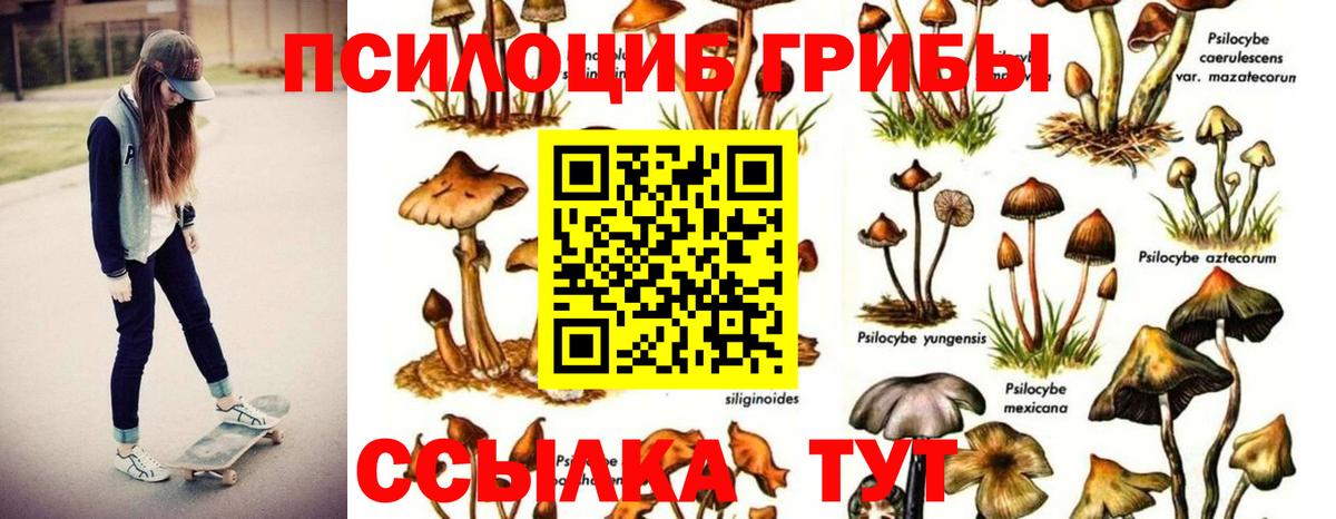 Чебоксары  Галлюциногенные грибы Psilocybine cubensis  Вход с VPN 